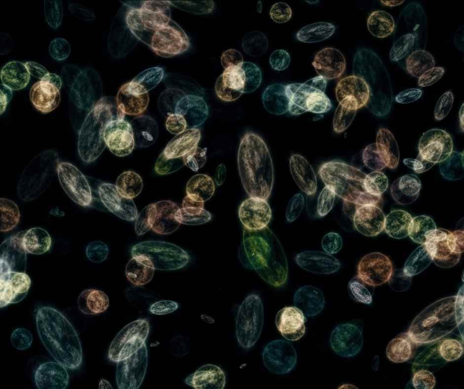 Soil Health Glossary - Soil Microbiome 