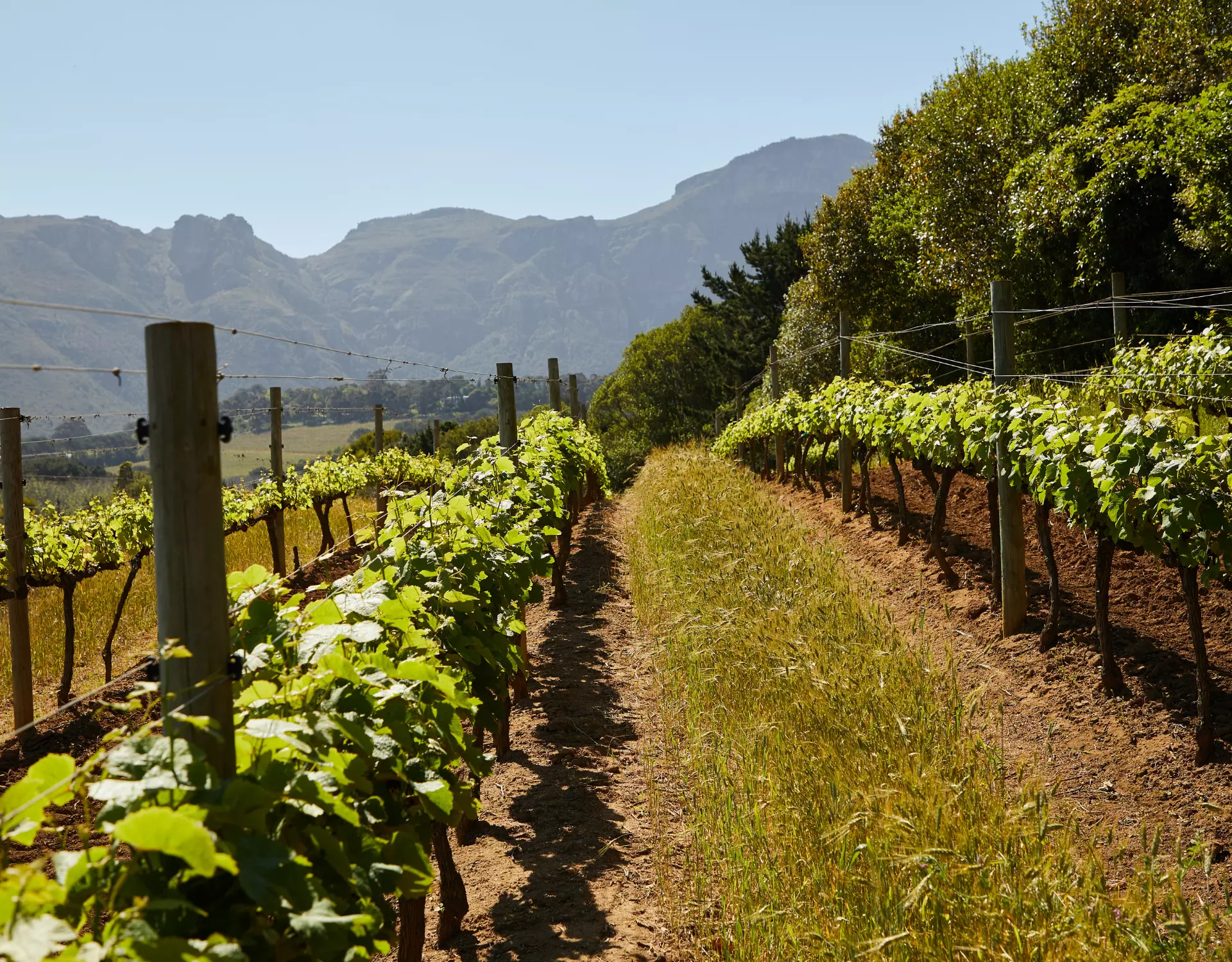 Soil Analysis in Vineyard Management Practices